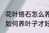 花叶络石怎么养叶子才好看 花叶络石如何养叶子才好看
