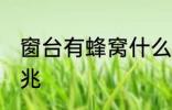 窗台有蜂窝什么兆头 窗台有蜂窝的征兆