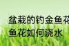 盆栽的钓金鱼花怎么浇水 盆栽的钓金鱼花如何浇水