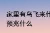 家里有鸟飞来什么预兆 家里有鸟飞来预兆什么