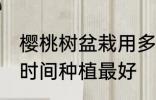 樱桃树盆栽用多大的盆 樱桃盆栽什么时间种植最好