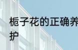 栀子花的正确养殖方法 栀子花如何养护