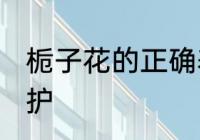 栀子花的正确养殖方法 栀子花如何养护