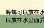 蟑螂可以放在水里面养吗 蟑螂是否可以放在水里面养