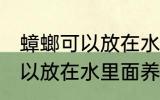 蟑螂可以放在水里面养吗 蟑螂是否可以放在水里面养