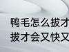 鸭毛怎么拔才会又快又干净 鸭毛如何拔才会又快又干净