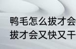 鸭毛怎么拔才会又快又干净 鸭毛如何拔才会又快又干净