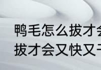 鸭毛怎么拔才会又快又干净 鸭毛如何拔才会又快又干净