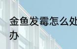 金鱼发霉怎么处理 金鱼身上长霉怎么办