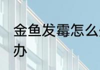 金鱼发霉怎么处理 金鱼身上长霉怎么办
