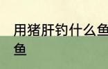 用猪肝钓什么鱼最好 猪肝可以钓什么鱼