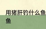 用猪肝钓什么鱼最好 猪肝可以钓什么鱼