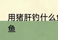 用猪肝钓什么鱼最好 猪肝可以钓什么鱼