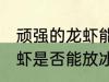 顽强的龙虾能放冰箱冷藏吗 顽强的龙虾是否能放冰箱冷藏