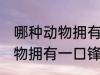 哪种动物拥有一口锋利的牙齿 什么动物拥有一口锋利的牙齿