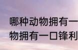 哪种动物拥有一口锋利的牙齿 什么动物拥有一口锋利的牙齿