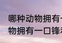 哪种动物拥有一口锋利的牙齿 什么动物拥有一口锋利的牙齿